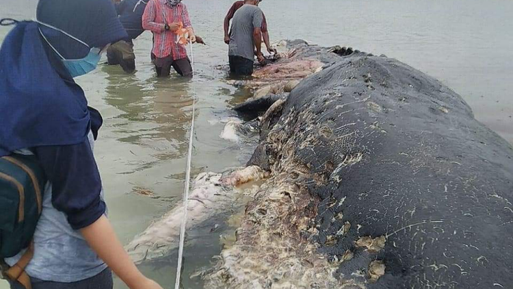 Paus Ditemukan Mati dengan Ratusan Plastik dan Sandal Jepit di Perutnya. Asli, Bikin Nggak Tega!