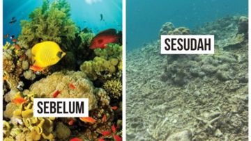 Begini Nasib Flora & Fauna Laut Saat Tsunami Terjadi. Ada Bisa yang Bertahan, Tapi Banyak yang Rusak