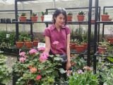 Nurcahaya19