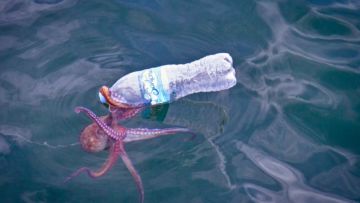 15 Bukti Nyata Betapa Bahayanya Sampah. Plastikmu Bisa Merenggut Banyak Nyawa Makhluk Lainnya!