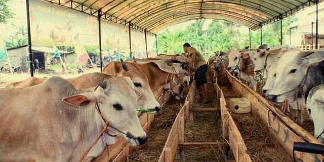Peluang Usaha Peternakan di Indonesia