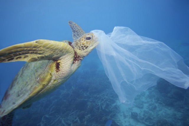 Hewan Makin Sering Tertipu Anggap Plastik Itu Makanan. Kalau Tahu Alasannya, Kamu Akan Miris Sendiri