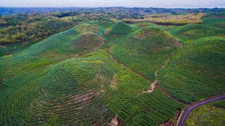 Gunung Bagus, Destinasi Ala Bukit Teletubbies yang Viral di Gunungkidul. Disebut Sebagai Sumbanya Jogja!