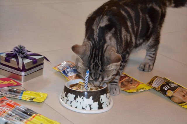 Tiup Lilin Sampai Makan Kue Tar, Begini Meriahnya Pesta Ulang Tahun ala Kucing. Lucu Banget sih!!! 35 Tiup Lilin Sampai Makan Kue Tar, Begini Meriahnya Pesta Ulang Tahun ala Kucing. Lucu Banget sih!!!