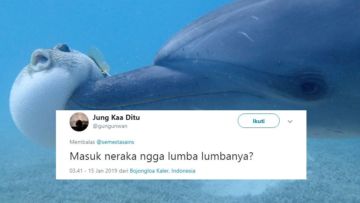 Beredar Video Lumba-lumba Mabuk Karena Ikan Buntal, 14 Tanggapan Warganet ini Selalu Kocak~