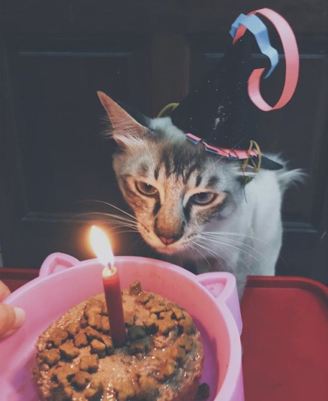 Tiup Lilin Sampai Makan Kue Tar, Begini Meriahnya Pesta Ulang Tahun ala Kucing. Lucu Banget sih!!! 40 Tiup Lilin Sampai Makan Kue Tar, Begini Meriahnya Pesta Ulang Tahun ala Kucing. Lucu Banget sih!!!