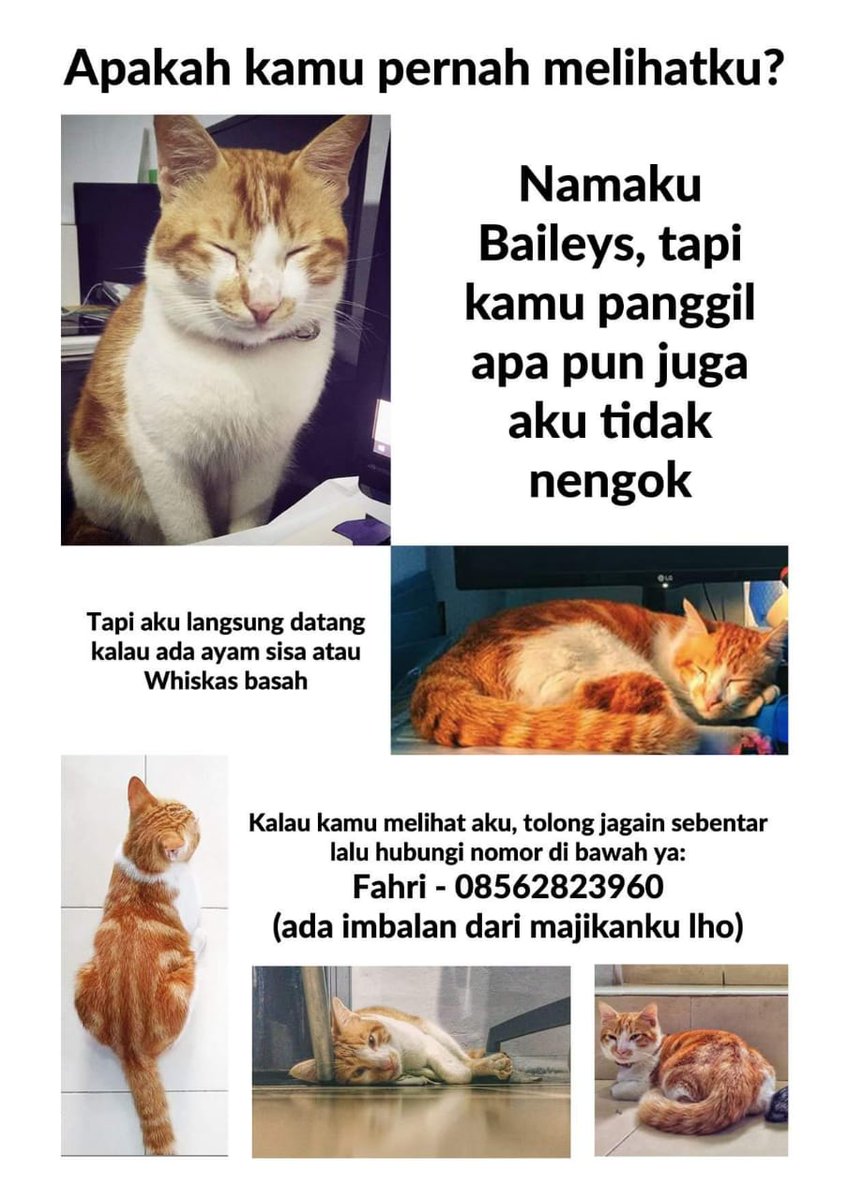 Kucing Kesayangan Hilang, si Penemu Minta Imbalan Berupa Ponsel pada Pemilik. Ini Ikhlas Nggak sih?