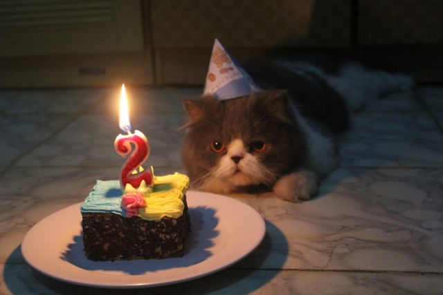 Tiup Lilin Sampai Makan Kue Tar, Begini Meriahnya Pesta Ulang Tahun ala Kucing. Lucu Banget sih!!! 39 Tiup Lilin Sampai Makan Kue Tar, Begini Meriahnya Pesta Ulang Tahun ala Kucing. Lucu Banget sih!!!
