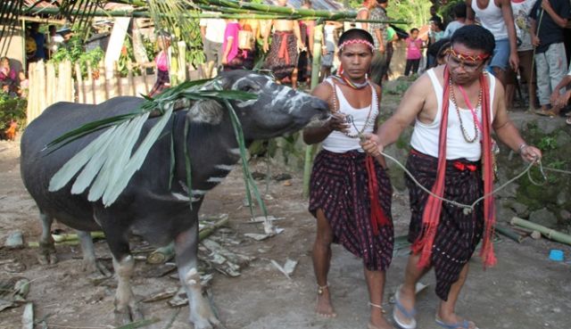 Makna Luhur di Balik Mahalnya Mahar dalam Pernikahan Adat Sumba. Bisa Capai 500 Juta!