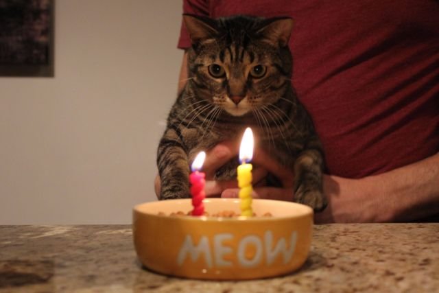 Tiup Lilin Sampai Makan Kue Tar, Begini Meriahnya Pesta Ulang Tahun ala Kucing. Lucu Banget sih!!! 38 Tiup Lilin Sampai Makan Kue Tar, Begini Meriahnya Pesta Ulang Tahun ala Kucing. Lucu Banget sih!!!