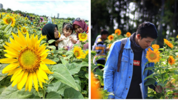 Kebun Bunga Matahari di Tangerang Viral di Media Sosial. Sudahkah Kamu Berkunjung ke Sana?