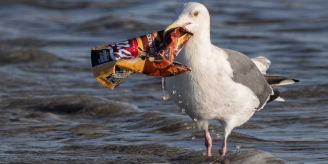 Hewan Makin Sering Tertipu Anggap Plastik Itu Makanan. Kalau Tahu Alasannya, Kamu Akan Miris Sendiri
