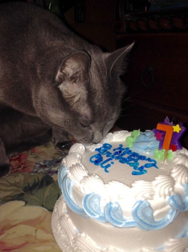 Tiup Lilin Sampai Makan Kue Tar, Begini Meriahnya Pesta Ulang Tahun ala Kucing. Lucu Banget sih!!! 33 Tiup Lilin Sampai Makan Kue Tar, Begini Meriahnya Pesta Ulang Tahun ala Kucing. Lucu Banget sih!!!
