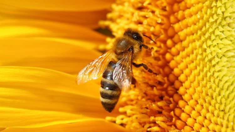 Back To Nature; Begini Solusi Jitu Atasi Komedo dengan Bahan Alami