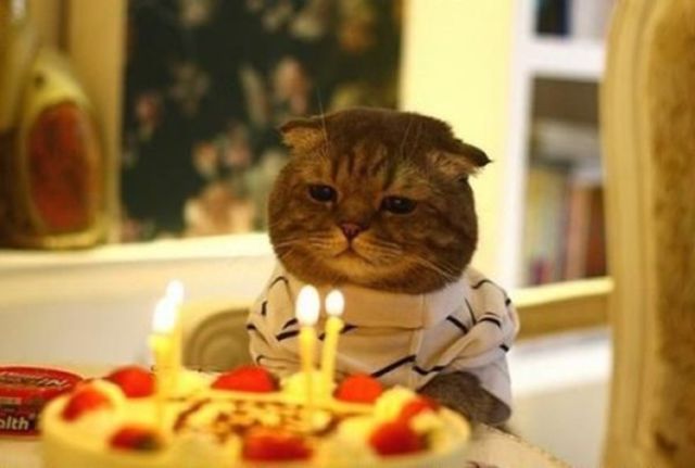 Tiup Lilin Sampai Makan Kue Tar, Begini Meriahnya Pesta Ulang Tahun ala Kucing. Lucu Banget sih!!! 31 Tiup Lilin Sampai Makan Kue Tar, Begini Meriahnya Pesta Ulang Tahun ala Kucing. Lucu Banget sih!!!