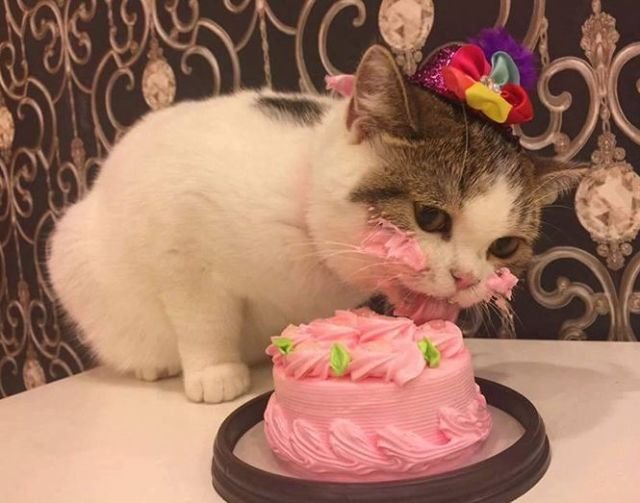 Tiup Lilin Sampai Makan Kue Tar, Begini Meriahnya Pesta Ulang Tahun ala Kucing. Lucu Banget sih!!! 34 Tiup Lilin Sampai Makan Kue Tar, Begini Meriahnya Pesta Ulang Tahun ala Kucing. Lucu Banget sih!!!