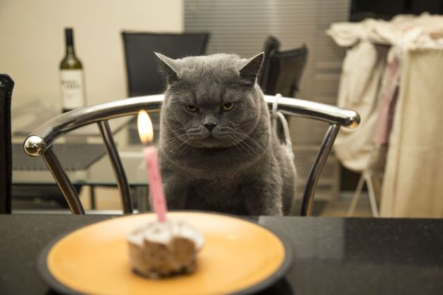 Tiup Lilin Sampai Makan Kue Tar, Begini Meriahnya Pesta Ulang Tahun ala Kucing. Lucu Banget sih!!! 36 Tiup Lilin Sampai Makan Kue Tar, Begini Meriahnya Pesta Ulang Tahun ala Kucing. Lucu Banget sih!!!