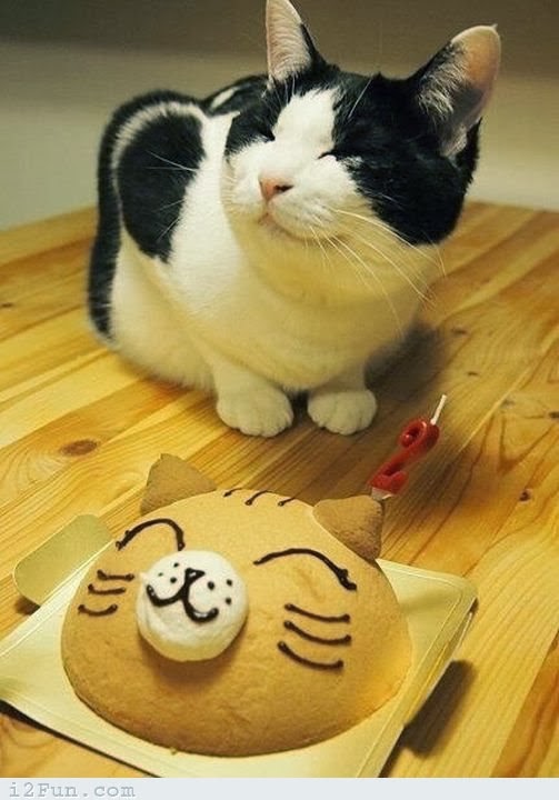 Tiup Lilin Sampai Makan Kue Tar, Begini Meriahnya Pesta Ulang Tahun ala Kucing. Lucu Banget sih!!! 37 Tiup Lilin Sampai Makan Kue Tar, Begini Meriahnya Pesta Ulang Tahun ala Kucing. Lucu Banget sih!!!