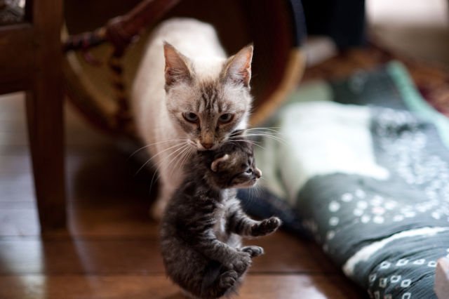 6 Mitos Tentang Kucing, Masih Percayakah Kamu? 3 Induk Kucing Memindahkan Anaknya