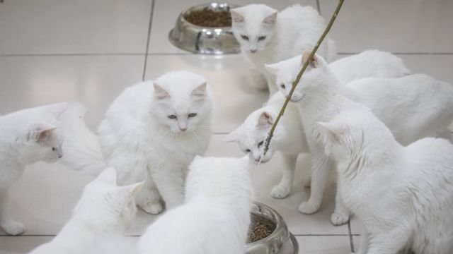 6 Mitos Tentang Kucing, Masih Percayakah Kamu? 2 Kucing Memiliki Nyawa 9