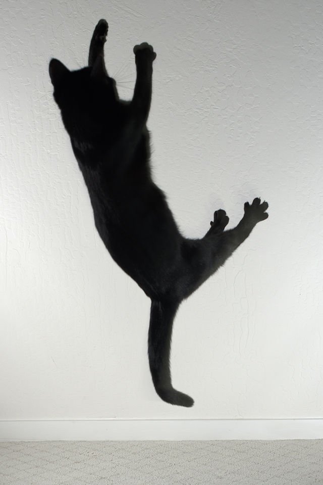 6 Mitos Tentang Kucing, Masih Percayakah Kamu? 1 Jenazah Akan Hidup Kembali Jika Dilompati Kucing Hitam