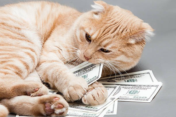6 Mitos Tentang Kucing, Masih Percayakah Kamu? 5 Kucing Pembawa Rezeki