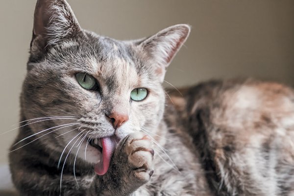 6 Mitos Tentang Kucing, Masih Percayakah Kamu? 4 Kucing Menjilat Tangannya Pertanda Hujan