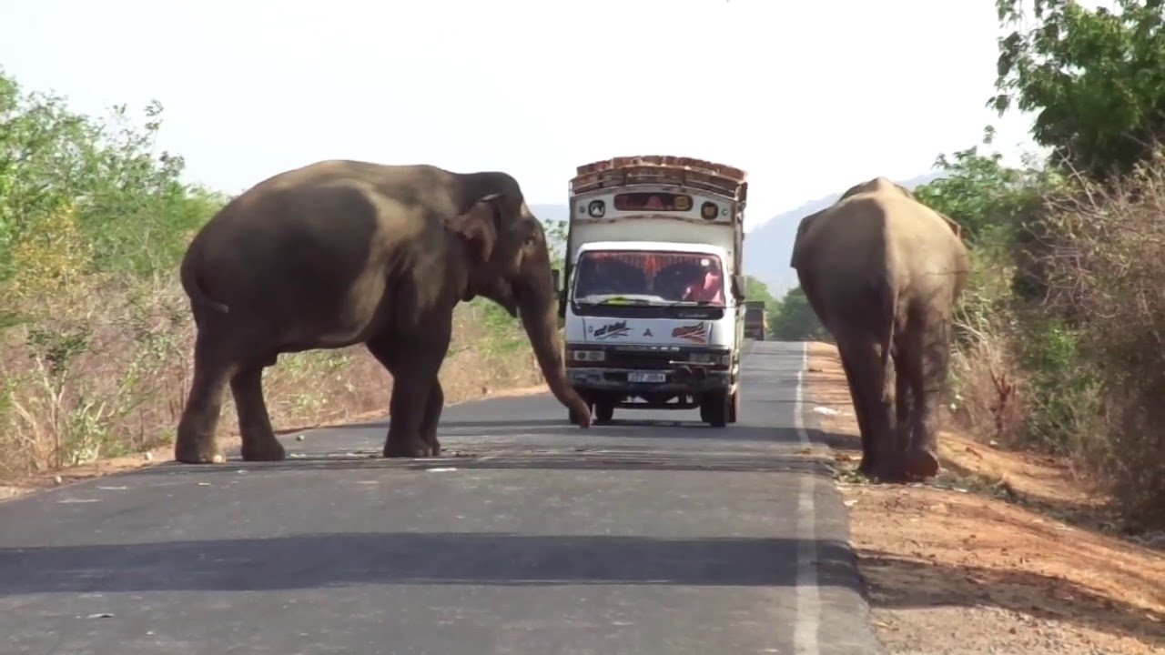 Seekor Anak Gajah Terjebak di Sungai, Warga Gotong Royong Menolongnya. Videonya Bikin Deg-Degan!