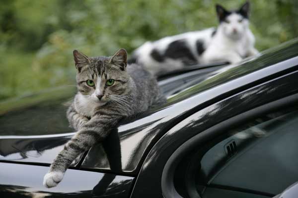 6 Mitos Tentang Kucing, Masih Percayakah Kamu? 6 Menabrak Kucing Tertimpa Sial