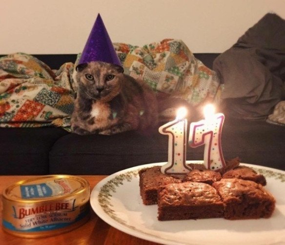 Tiup Lilin Sampai Makan Kue Tar, Begini Meriahnya Pesta Ulang Tahun ala Kucing. Lucu Banget sih!!! 41 Tiup Lilin Sampai Makan Kue Tar, Begini Meriahnya Pesta Ulang Tahun ala Kucing. Lucu Banget sih!!!