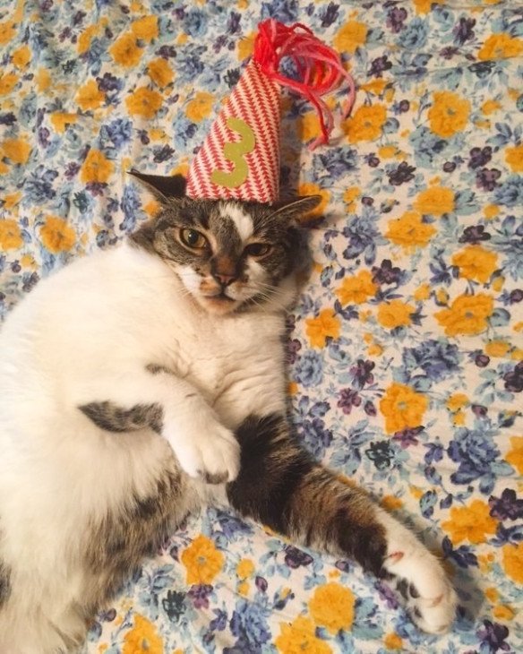 Tiup Lilin Sampai Makan Kue Tar, Begini Meriahnya Pesta Ulang Tahun ala Kucing. Lucu Banget sih!!! 44 Tiup Lilin Sampai Makan Kue Tar, Begini Meriahnya Pesta Ulang Tahun ala Kucing. Lucu Banget sih!!!