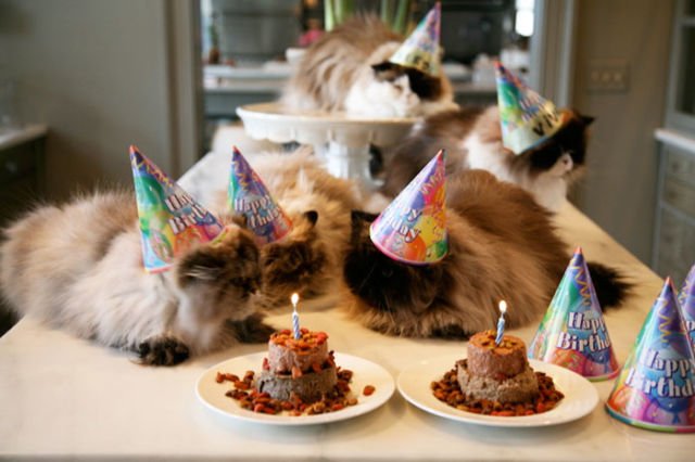Tiup Lilin Sampai Makan Kue Tar, Begini Meriahnya Pesta Ulang Tahun ala Kucing. Lucu Banget sih!!! 42 Tiup Lilin Sampai Makan Kue Tar, Begini Meriahnya Pesta Ulang Tahun ala Kucing. Lucu Banget sih!!!