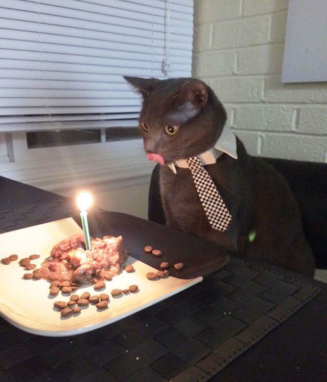 Tiup Lilin Sampai Makan Kue Tar, Begini Meriahnya Pesta Ulang Tahun ala Kucing. Lucu Banget sih!!! 32 Tiup Lilin Sampai Makan Kue Tar, Begini Meriahnya Pesta Ulang Tahun ala Kucing. Lucu Banget sih!!!