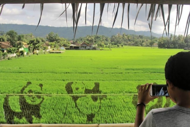 Sawah Kreasi Jogja, Destinasi Instagramable dengan Aneka Gambar Lucu di Sawah. Unyu Banget Sih!