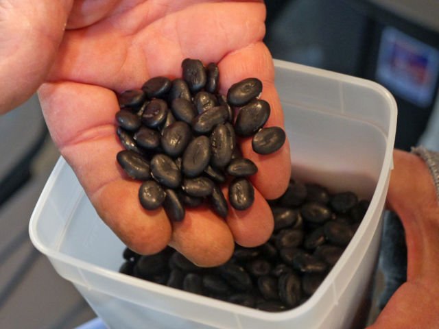 pewarna hitam alami