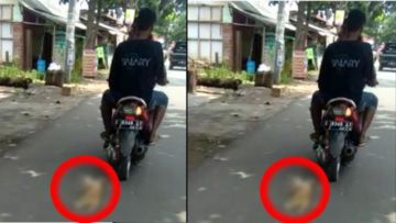 Kucing Diseret Pakai Motor Sita Perhatian Warganet. Nggak Paham Lagi, Kok Pelakunya Tega Banget?!