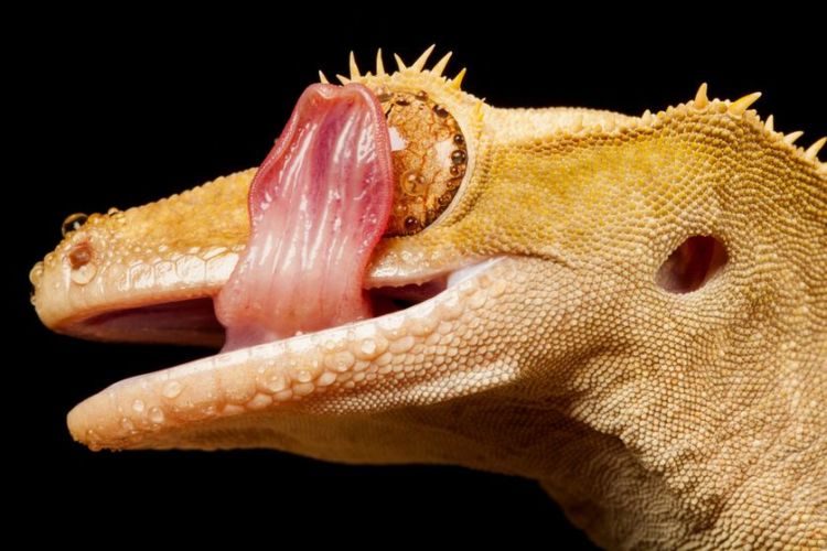 11 Fakta Mengejutkan Tentang Tokek, Binatang Mengerikan yang Suka Muncul Tiba-tiba. Jangan Jijik Dulu