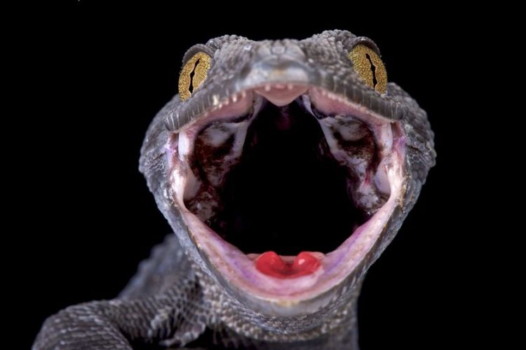 11 Fakta Mengejutkan Tentang Tokek, Binatang Mengerikan yang Suka Muncul Tiba-tiba. Jangan Jijik Dulu
