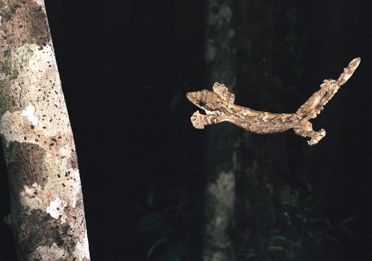 11 Fakta Mengejutkan Tentang Tokek, Binatang Mengerikan yang Suka Muncul Tiba-tiba. Jangan Jijik Dulu