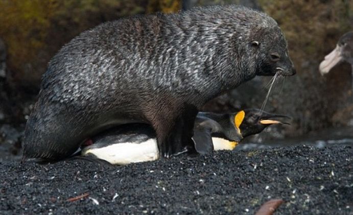 Video Anjing Laut Coba Perkosa Penguin Ini Sungguh Mengerikan. Tapi Ternyata Sering Terjadi Lo