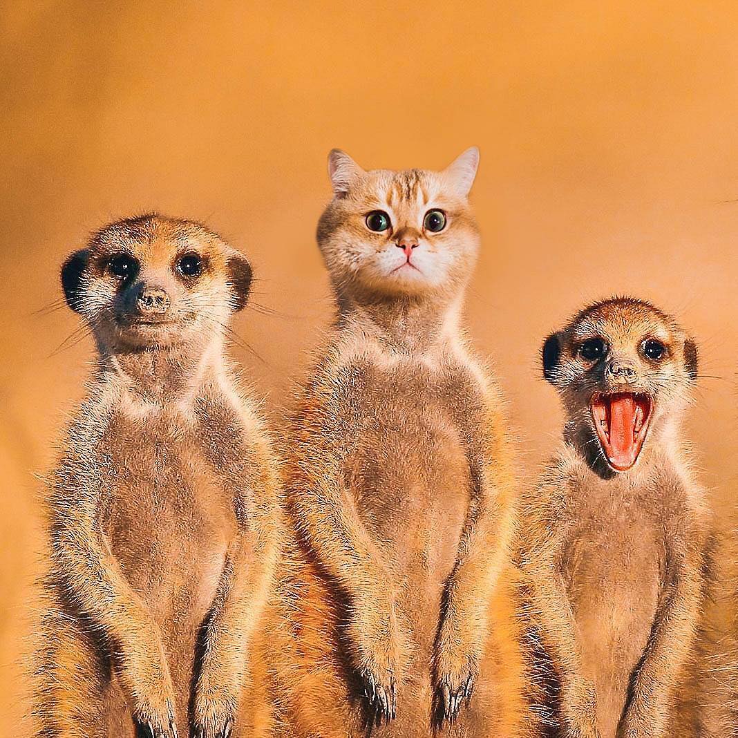 13 Bukti Kalau Wajah Kucing Tetap Nggemesin, meski Tubuhnya Diedit Jadi Hewan Lain. Terlalu Cute!