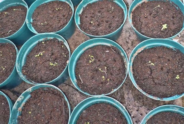 cara menanam bunga matahari di pot
