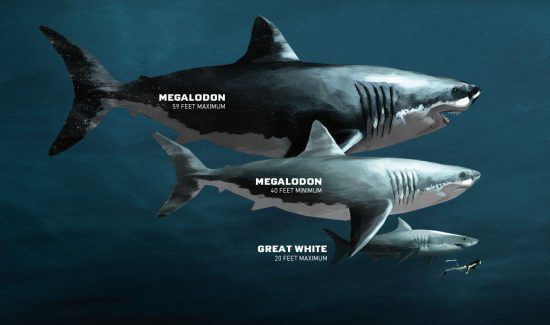 Misteri Hiu Megalodon: Hiu Terbesar di Dunia yang Katanya Sudah Punah