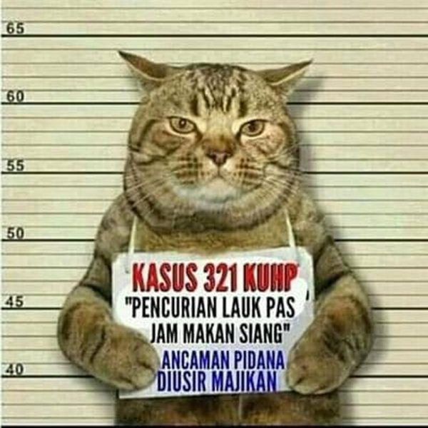 15 Momen Kocak Saat Kucing Terciduk Sedang Mencuri. Nggak Bisa Marah Saking Lucunya, kan?