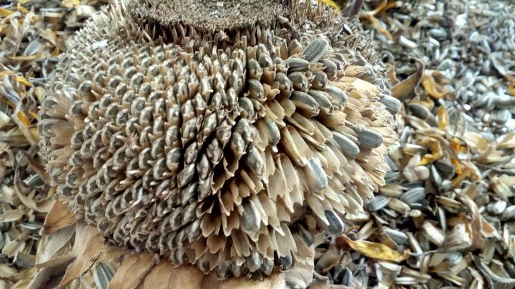 cara menanam bunga matahari dari biji