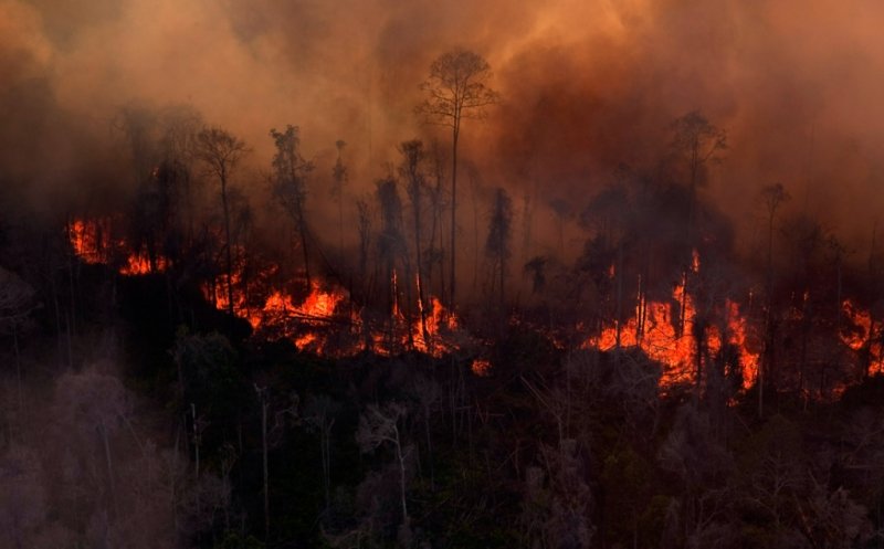 Efek dari Pembakaran Hutan Bagi Lingkungan Sekitar