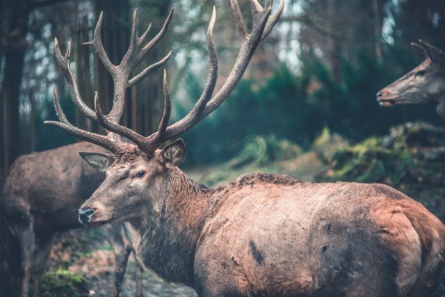 Photo by Markus Bürkle from Pexels
