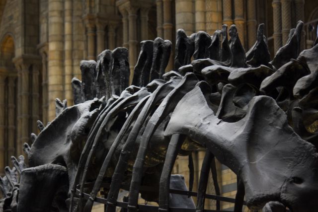 kerangka dinosaurus