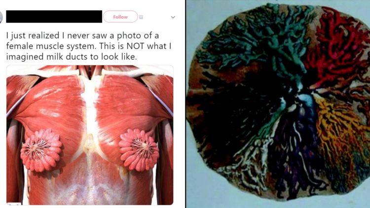 3 Fakta Penampakan Kelenjar Susu yang Mirip Kelopak Bunga. Ternyata Nggak Seakurat itu!