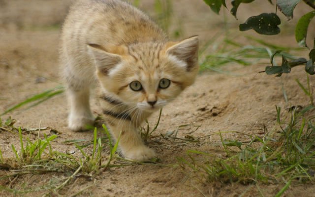 cat desert